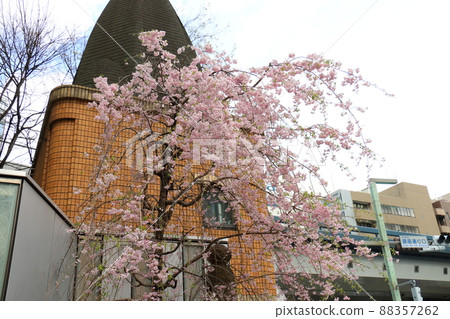 Weeping cherry blossoms and Ginza 1-chome, Chuo-ku, Tokyo 88357262