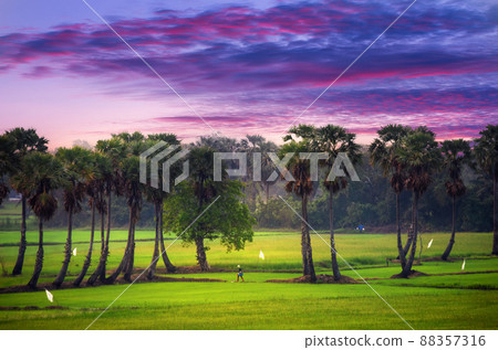 Palm trees and rice fields Palm trees and rice fields 88357316