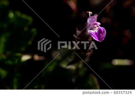 White wild flowers, Doi Luang Chiang Dao, 88357324