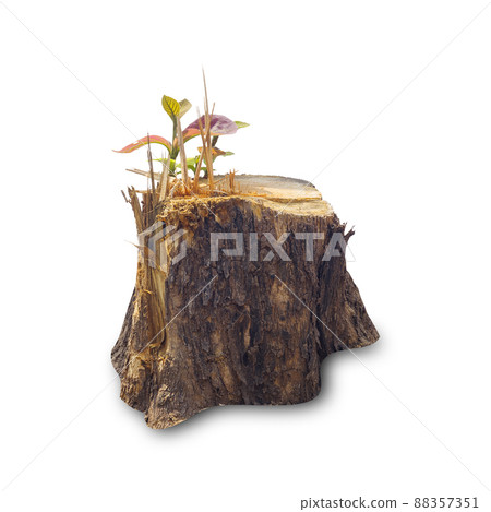 Teak stump isolated on white background Teak stump isolated on white background 88357351