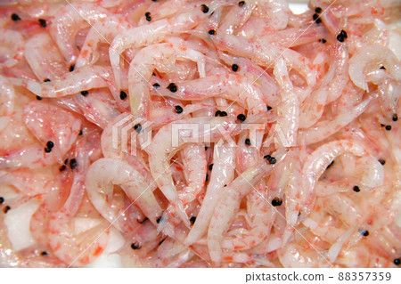 用作魚餌的磷蝦被平鋪開來，在白色背景前拍攝。 88357359