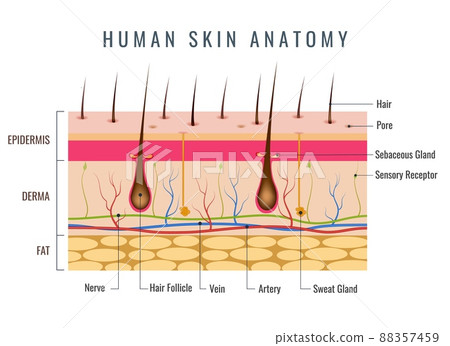 Layered epidermis, human skin anatomy 88357459