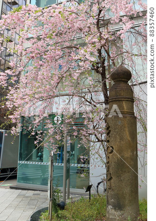 Weeping cherry tree and the main pillar of Ginza 1-chome, Chuo-ku, Tokyo Weeping cherry tree and the main pillar of Ginza 1-chome, Chuo-ku, Tokyo 88357460