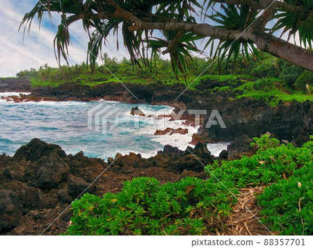 Naupaka Plants Grow Along Black Basaltic Basalt Lava at Waianapanapa State Park in Hana, Hawaii Naupaka Plants Grow Along Black Basaltic Basalt Lava at Waianapanapa State Park in Hana, Hawaii 88357701