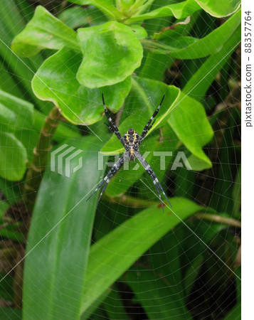 Hawaiian Garden Spider Argiope appensa on a web on Maui, Hawaii, in Hana Hawaiian Garden Spider Argiope appensa on a web on Maui, Hawaii, in Hana 88357764
