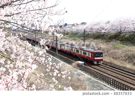 Near Shiroi City, Chiba Prefecture Keihin Kyuko Train Type 1000 and Sakura in full bloom passing through the Hokuso Line Near Shiroi City, Chiba Prefecture Keihin Kyuko Train Type 1000 and Sakura in full bloom passing through the Hokuso Line 88357833