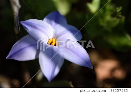 Ipheion uniflora is an easy-to-maintain plant that shows wonderful white and mauve flowers every year to entertain. Ipheion uniflora is an easy-to-maintain plant that shows wonderful white and mauve flowers every year to entertain. 88357985