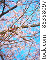 Sakura: SONY α7III, 24-70mm F2.8 DG DN | Art, OPF 480-L 88358097