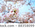 Sakura: SONY α7III, 24-70mm F2.8 DG DN | Art, OPF 480-L 88358099