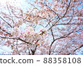 Sakura: SONY α7III, 24-70mm F2.8 DG DN | Art, OPF 480-L 88358108