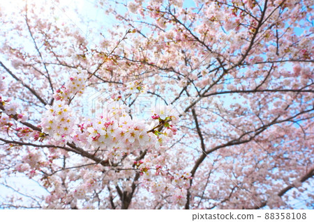 Sakura: SONY α7III, 24-70mm F2.8 DG DN | Art, OPF 480-L 88358108