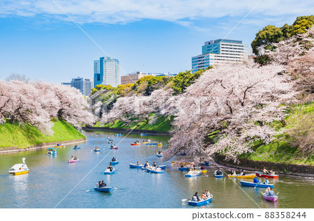 Chidorigafuchi Spring Cherry Blossom View 88358244