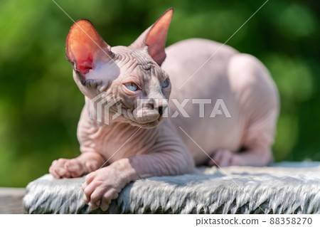 Sphinx Cat with blue eyes and ears shining in sun lying down on rug in open air and looking away. Cute purebred male kitten is 4 months old. Full length. Natural blurred green background. Horizontal. 88358270