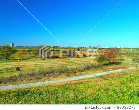 從江戶川河岸看秋日牛脂的冬季江戶川河床風景 從江戶川河岸看秋日牛脂的冬季江戶川河床風景 88358273