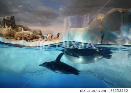 Fantastic penguin aquarium Fantastic penguin aquarium 88358280