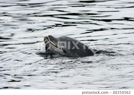 Dolphin (Delphinidae) Dolphin (Delphinidae) 88358562