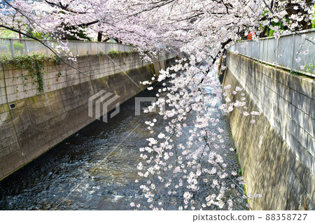 從大東橋/神田川向上游看（東京都新宿區）[2022.3] 88358727