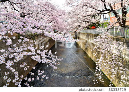 Looking upstream from Daito Bridge / Kanda River (Shinjuku-ku, Tokyo) [2022.3] 88358729