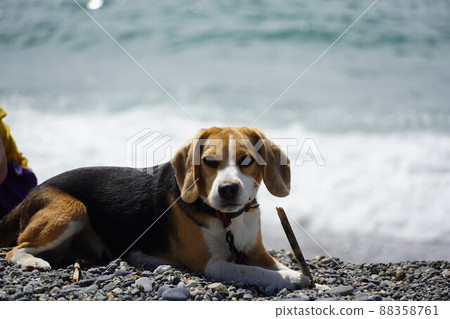 小獵犬在沙灘上放鬆 小獵犬在沙灘上放鬆 88358761