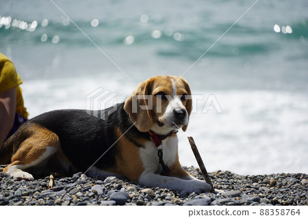 小獵犬在沙灘上放鬆 小獵犬在沙灘上放鬆 88358764