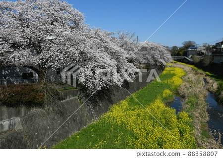 Shimabori河的櫻花和油菜花 88358807