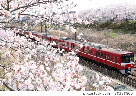 穿過千葉縣白井市附近的北總線的京濱急行列車1500系列和盛開的櫻花 88358809