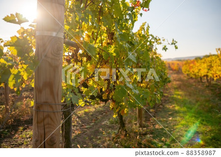 Bright autumn red orange yellow grapevine leaves at vineyard in warm sunset sunlight. Beautiful clusters of ripening grapes. Winemaking and organic fruit gardening. Close up. Selective focus. 88358987
