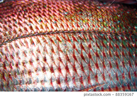 紅鯛魚身、鱗紋及側線特寫圖 紅鯛魚身、鱗紋及側線特寫圖 88359167