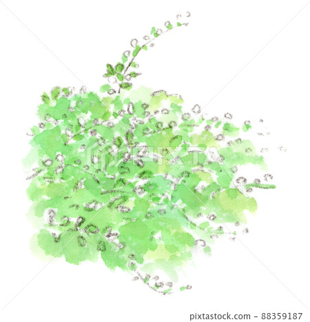 Spiraea thunbergii (Yukiyanagi) 的水彩插圖，這是一朵在春天開花的漂亮白花 88359187