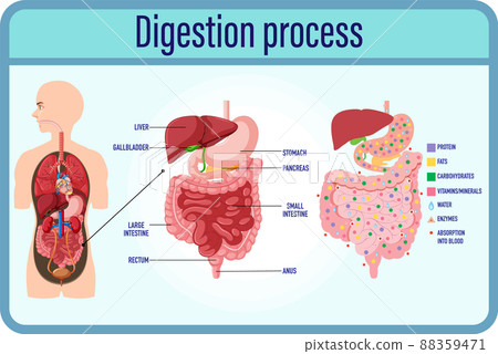 Digestion anddigestion cells and small intestine Digestion anddigestion cells and small intestine 88359471
