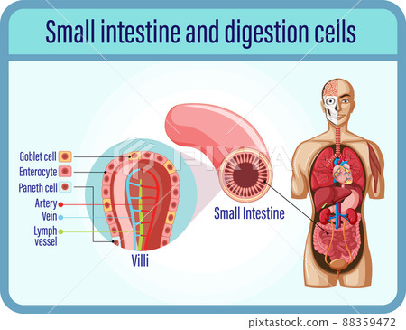 Digestion anddigestion cells and small intestine Digestion anddigestion cells and small intestine 88359472