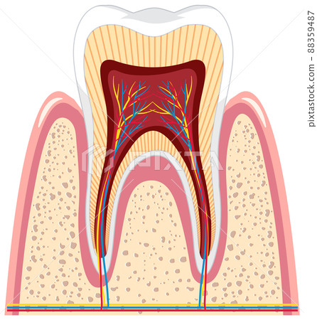 Tooth anatomy in gum on white background Tooth anatomy in gum on white background 88359487