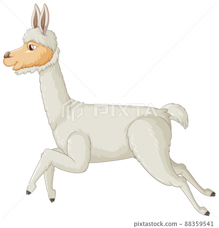 An alpaca on white background An alpaca on white background 88359541