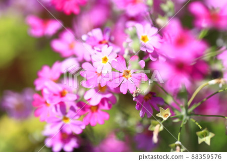Adorable primrose flowers 88359576