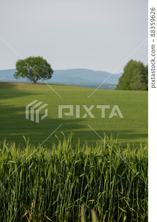 綠色麥田在初夏 綠色麥田在初夏 88359626