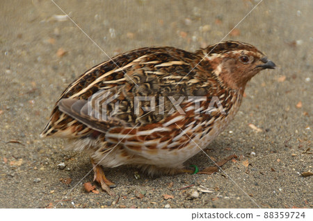 走在地上的鵪鶉 走在地上的鵪鶉 88359724