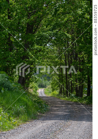 以綠色包裹的碎石路 88359725