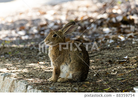 EOSRP. Hiroshima Okunoshima，一隻姿勢很好的兔子。 88359754
