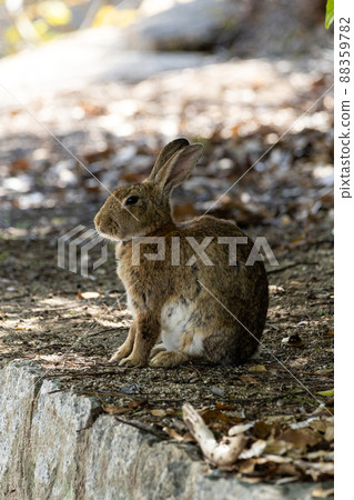 EOSRP. Hiroshima Okunoshima, a well-organized rabbit. EOSRP. Hiroshima Okunoshima, a well-organized rabbit. 88359782