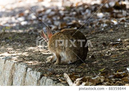 EOSRP. Hiroshima Okunoshima, a rabbit facing away. EOSRP. Hiroshima Okunoshima, a rabbit facing away. 88359844