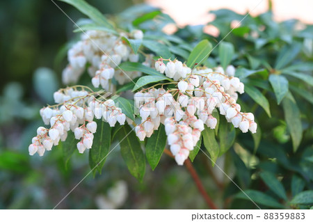 白色日本仙女座花 88359883