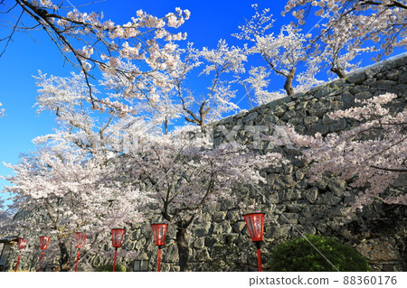 [岡山縣]晴空下的津山城櫻花盛開（鶴山公園） 88360176