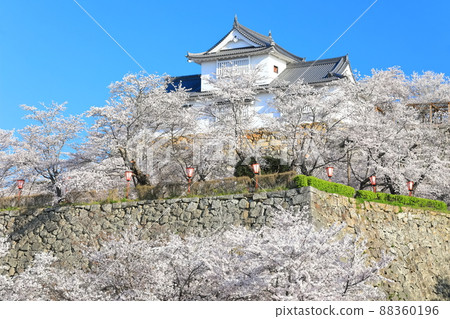 [岡山縣]晴空下的津山城櫻花盛開（美中塔） 88360196