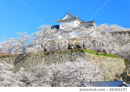 [岡山縣]晴空下的津山城櫻花盛開（美中塔） 88360197