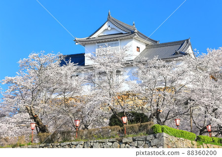 [岡山縣]晴空下的津山城櫻花盛開（美中塔） 88360200