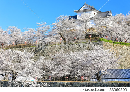 [Okayama Prefecture] Cherry blossoms in full bloom at Tsuyama Castle under clear skies (Binaka turret) 88360203