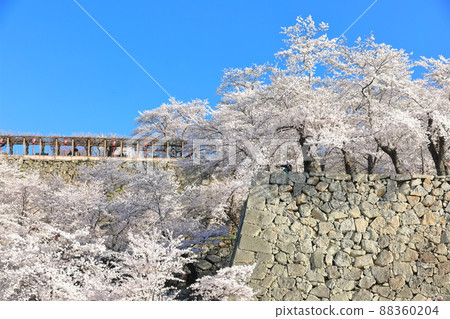 [Okayama Prefecture] Cherry blossoms in full bloom at Tsuyama Castle under clear skies (Tsuruyama Park) 88360204