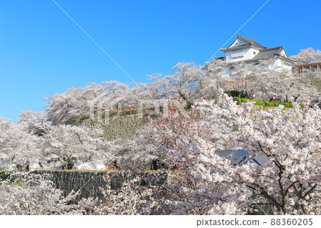 [Okayama Prefecture] Cherry blossoms in full bloom at Tsuyama Castle under clear skies (Binaka turret) 88360205
