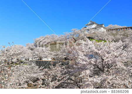 [Okayama Prefecture] Cherry blossoms in full bloom at Tsuyama Castle under clear skies (Binaka turret) 88360206