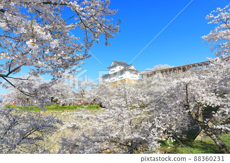[Okayama Prefecture] Cherry blossoms in full bloom at Tsuyama Castle under clear skies (Binaka turret) 88360231